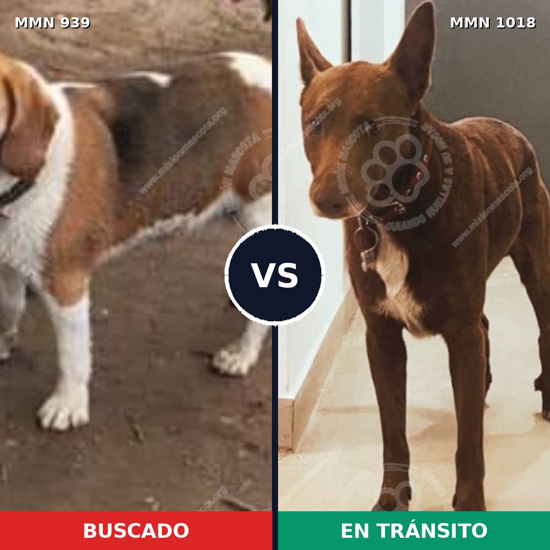 Comparativa MMS 25232: mascota perdida y mascota encontrada, 50% de similitud