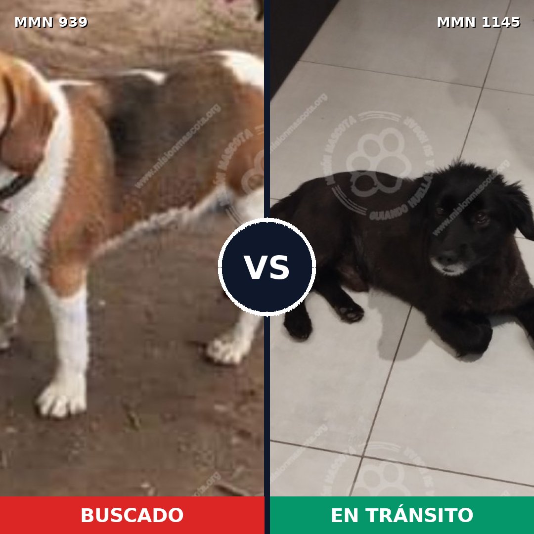 Comparativa MMS 25234: mascota perdida y mascota encontrada, 49% de similitud