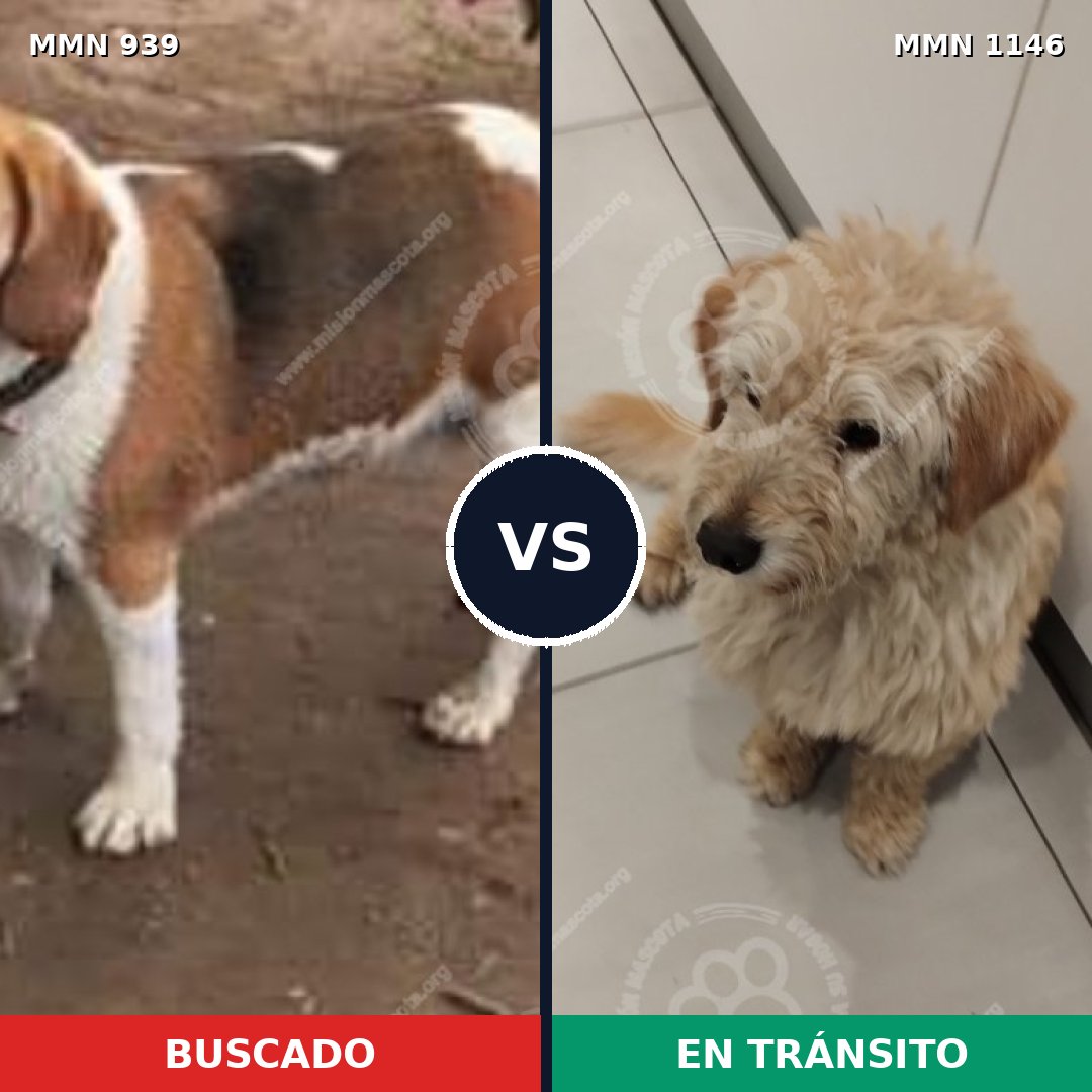 Comparativa MMS 25235: mascota perdida y mascota encontrada, 42% de similitud