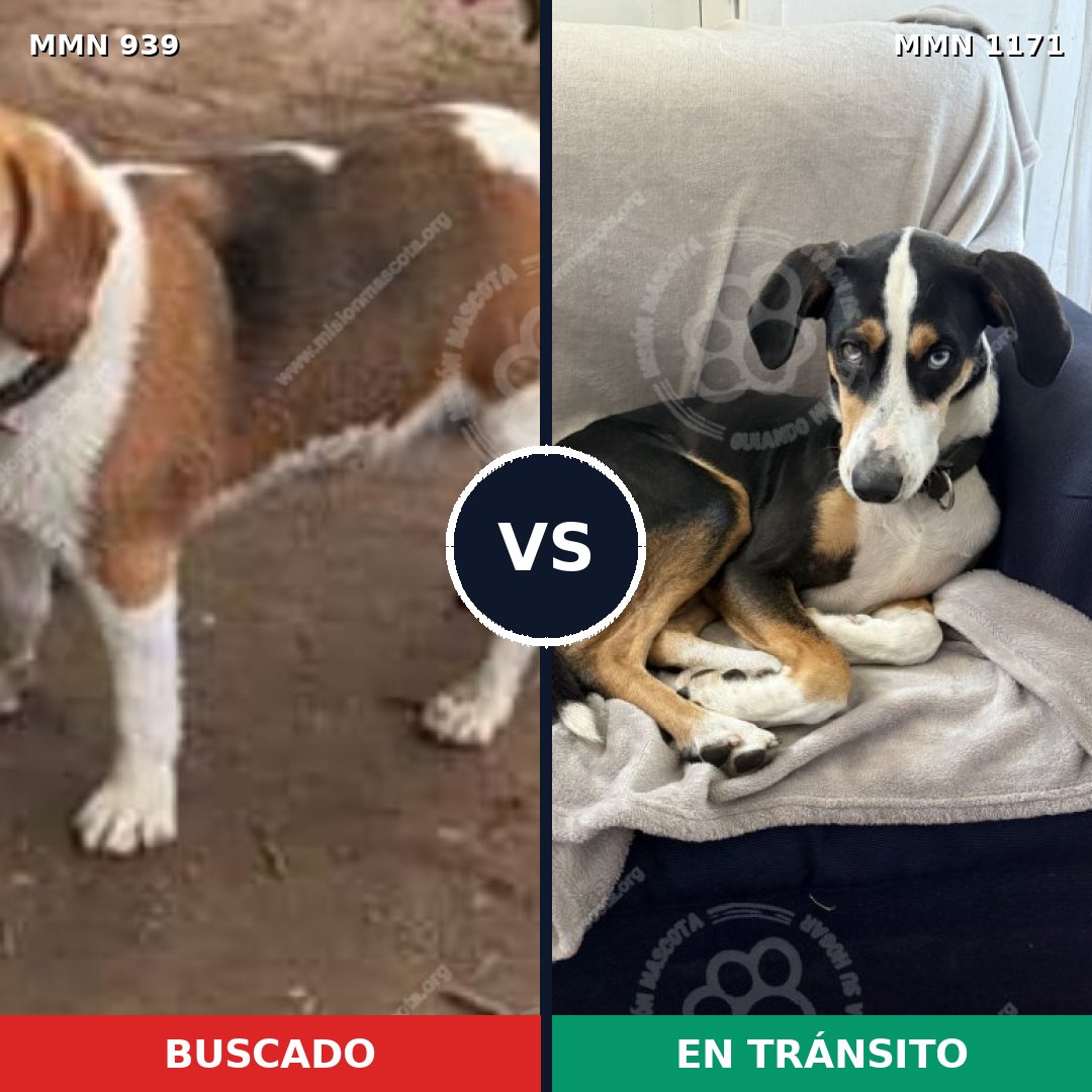 Comparativa MMS 25236: mascota perdida y mascota encontrada, 47% de similitud