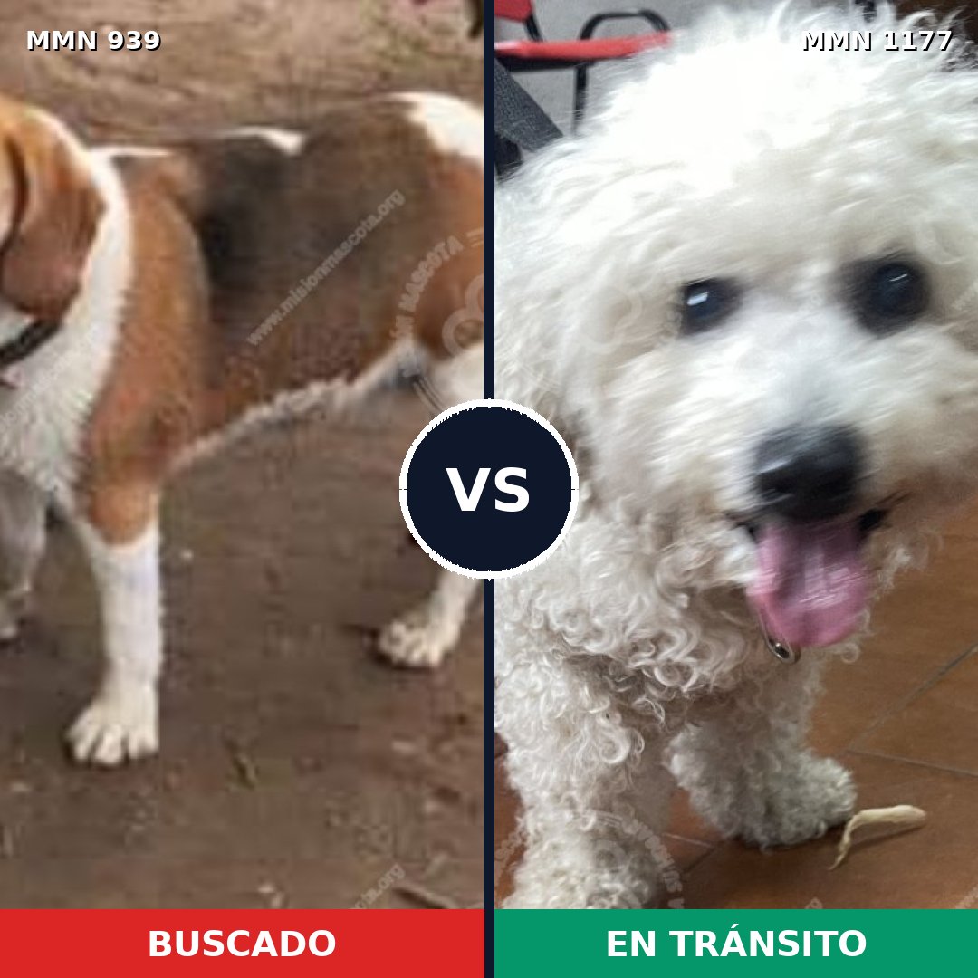 Comparativa MMS 25237: mascota perdida y mascota encontrada, 27% de similitud