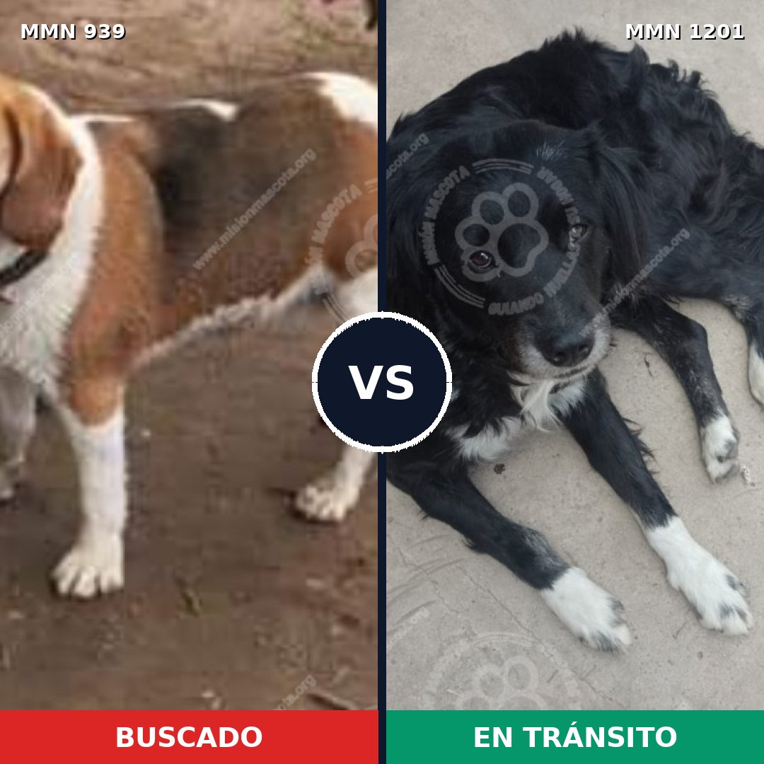 Comparativa MMS 25239: mascota perdida y mascota encontrada, 37% de similitud