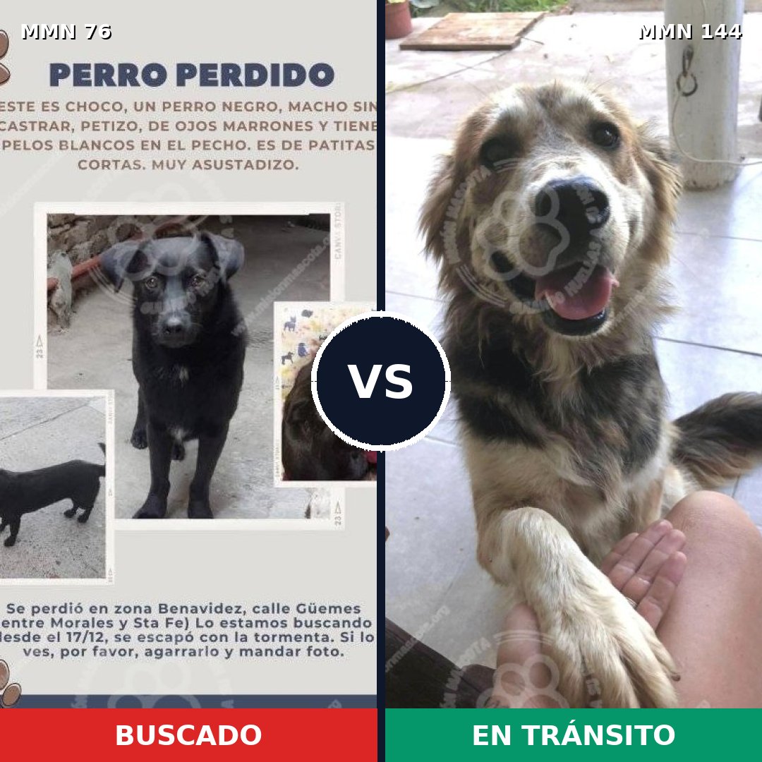 Comparativa MMS 2524: mascota perdida y mascota encontrada, 55% de similitud