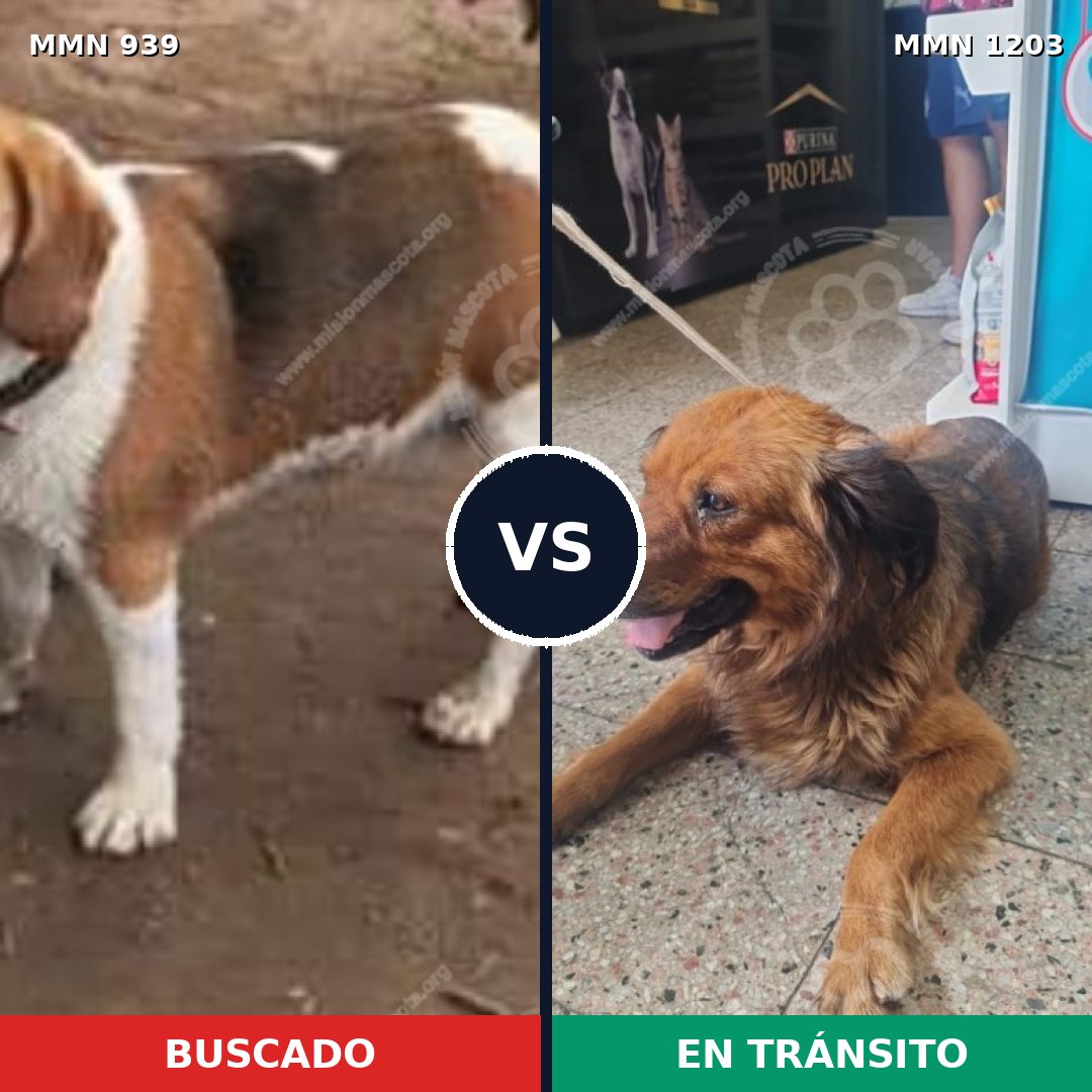 Comparativa MMS 25240: mascota perdida y mascota encontrada, 52% de similitud