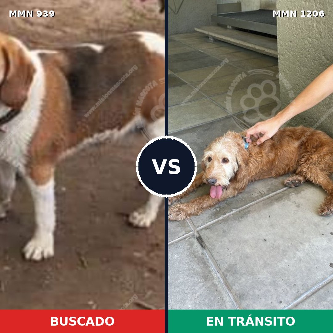Comparativa MMS 25241: mascota perdida y mascota encontrada, 40% de similitud