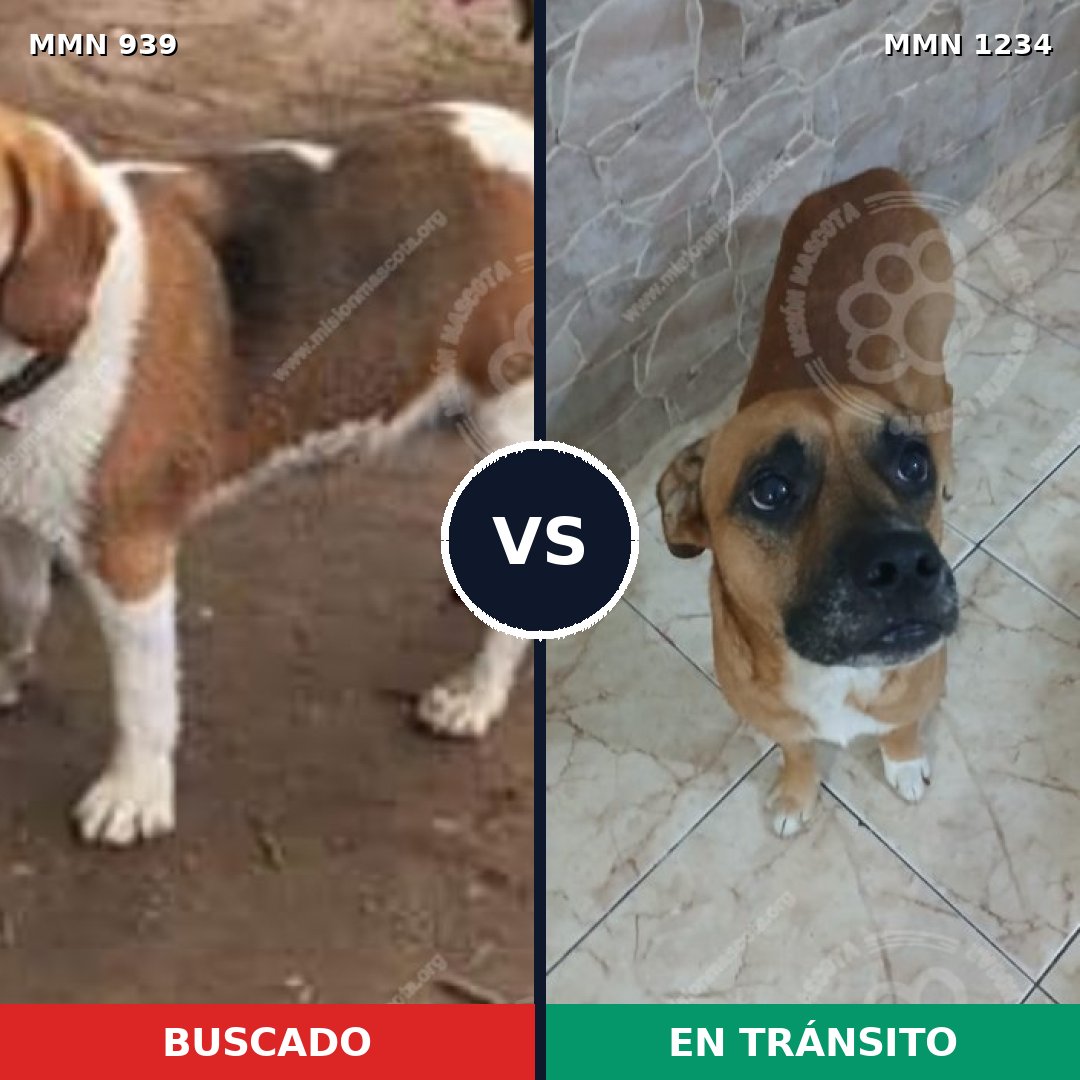 Comparativa MMS 25243: mascota perdida y mascota encontrada, 38% de similitud