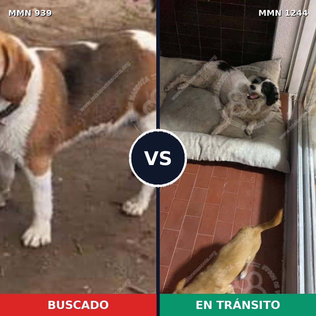 Comparativa MMS 25245: mascota perdida y mascota encontrada, 49% de similitud