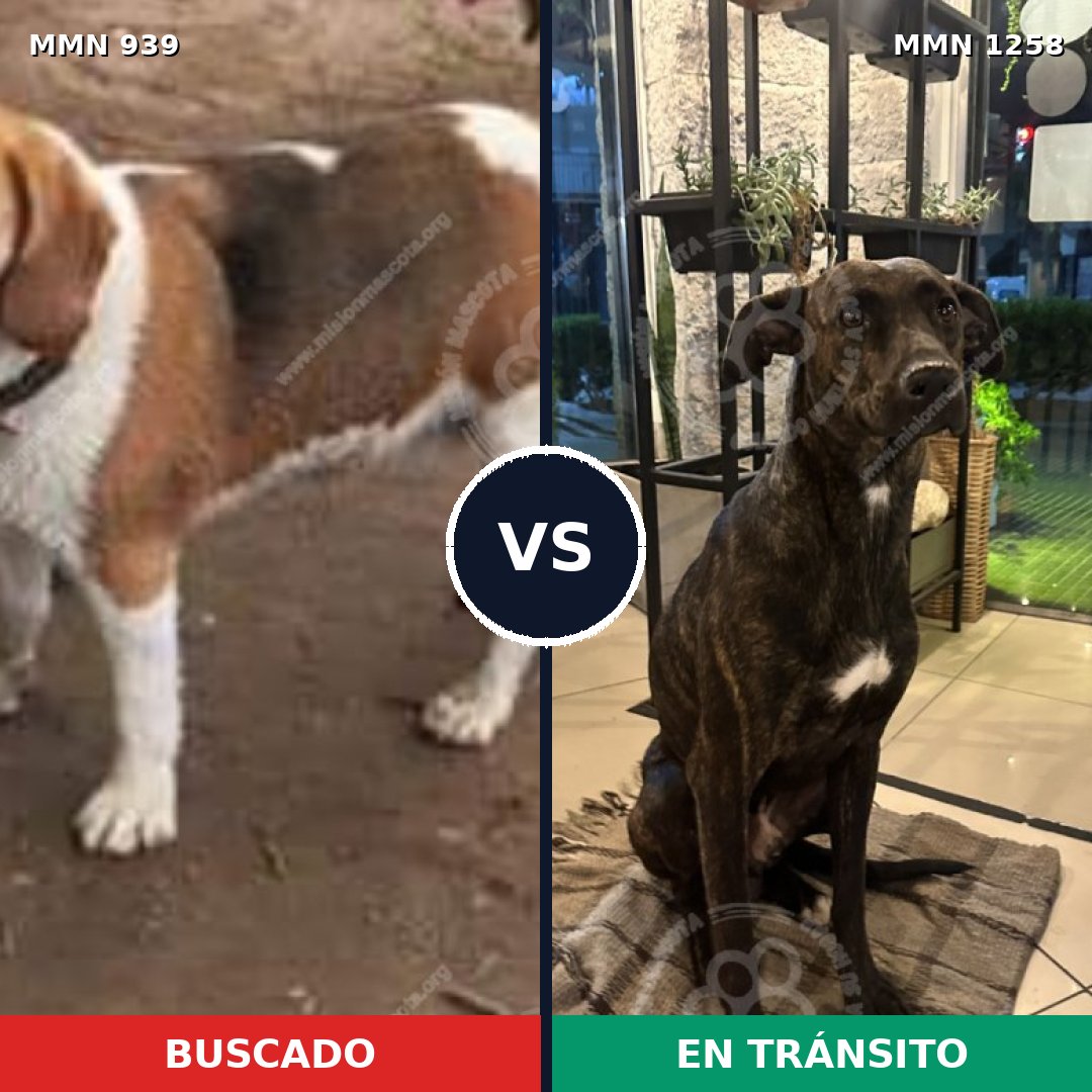 Comparativa MMS 25246: mascota perdida y mascota encontrada, 55% de similitud