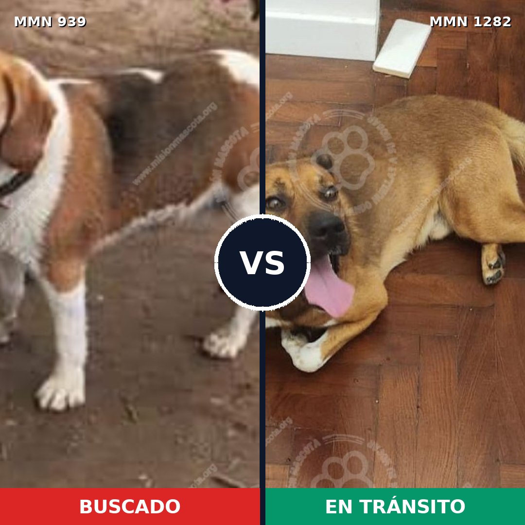 Comparativa MMS 25248: mascota perdida y mascota encontrada, 53% de similitud