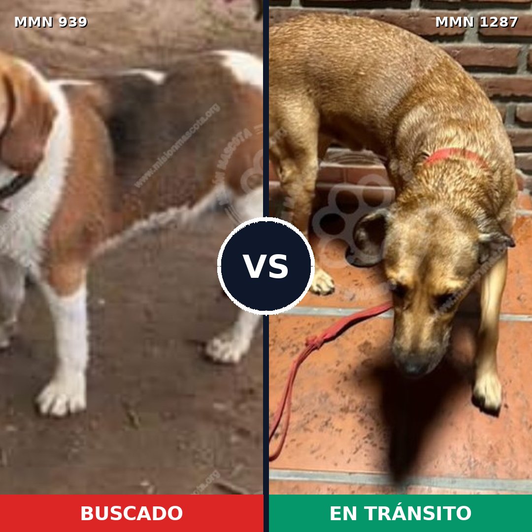 Comparativa MMS 25249: mascota perdida y mascota encontrada, 36% de similitud