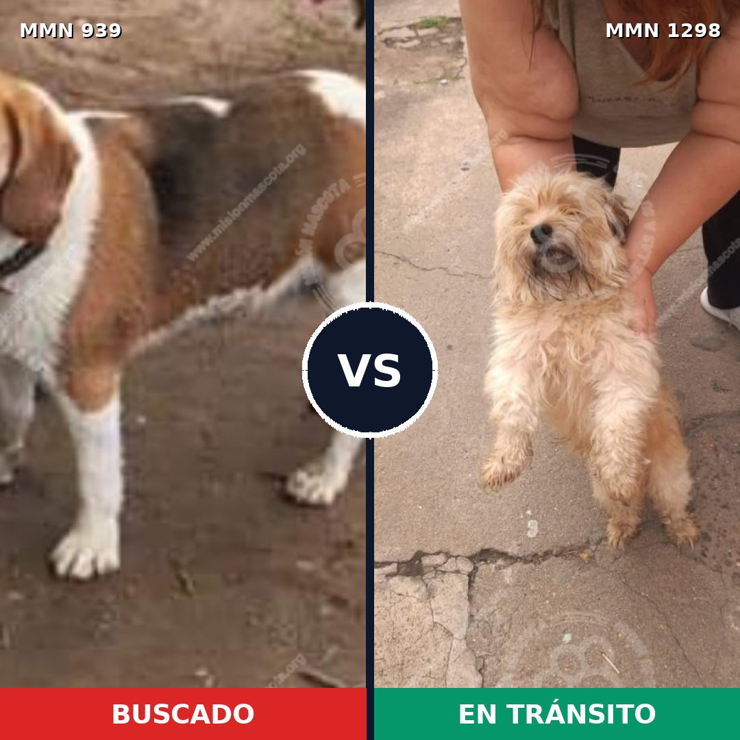 Comparativa MMS 25250: mascota perdida y mascota encontrada, 28% de similitud