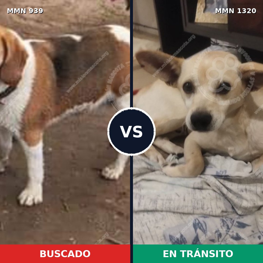 Comparativa MMS 25252: mascota perdida y mascota encontrada, 47% de similitud