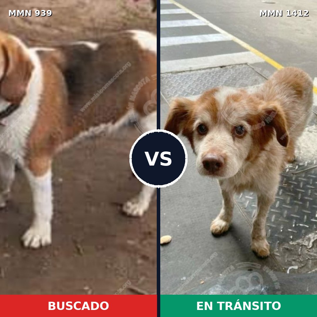 Comparativa MMS 25257: mascota perdida y mascota encontrada, 38% de similitud