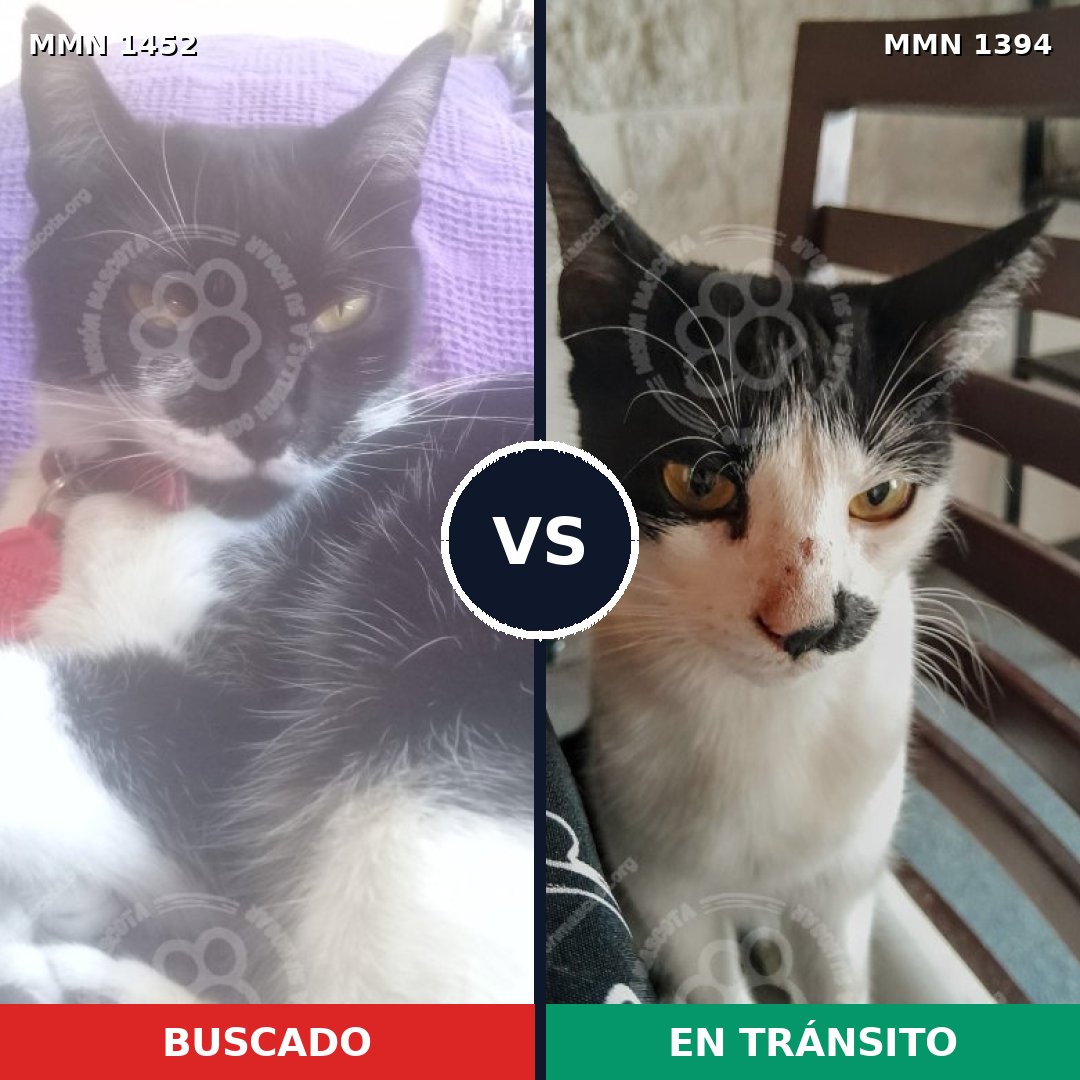 Comparativa MMS 25263: mascota perdida y mascota encontrada, 56% de similitud