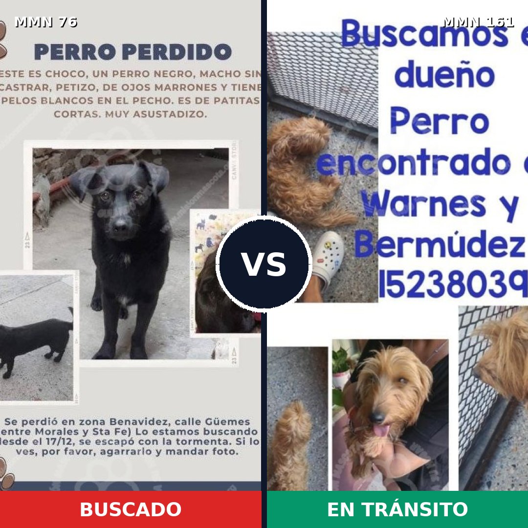 Comparativa MMS 2527: mascota perdida y mascota encontrada, 51% de similitud
