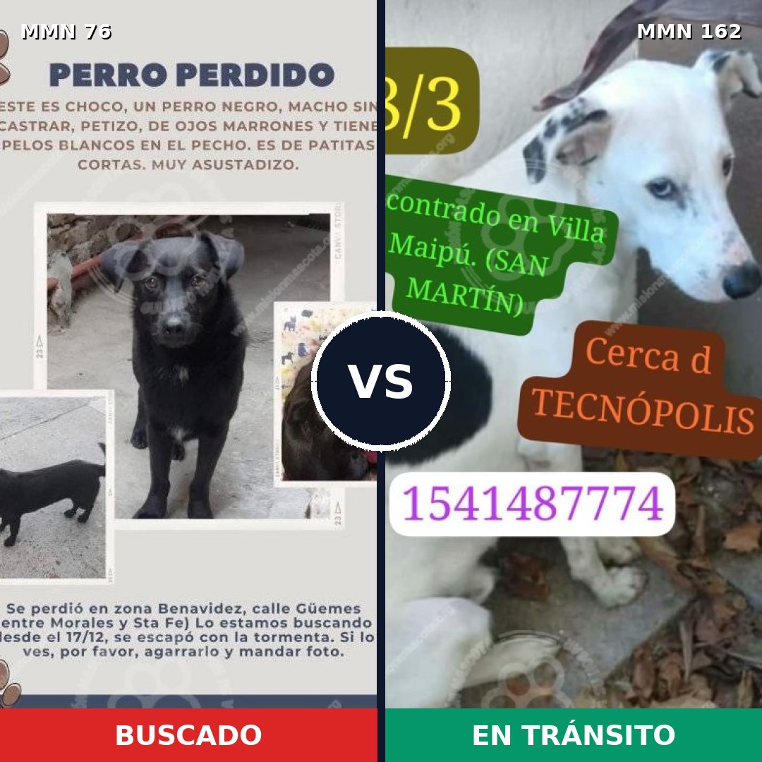 Comparativa MMS 2528: mascota perdida y mascota encontrada, 82% de similitud
