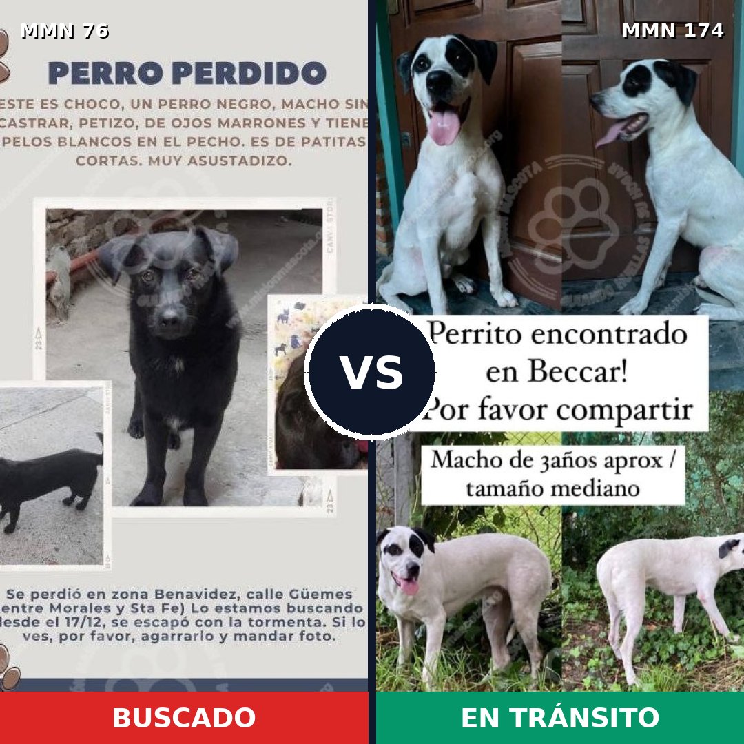 Comparativa MMS 2529: mascota perdida y mascota encontrada, 82% de similitud