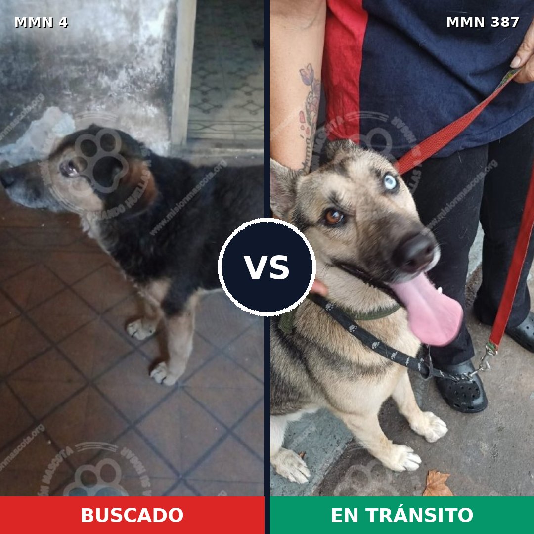 Comparativa MMS 253: mascota perdida y mascota encontrada, 39% de similitud