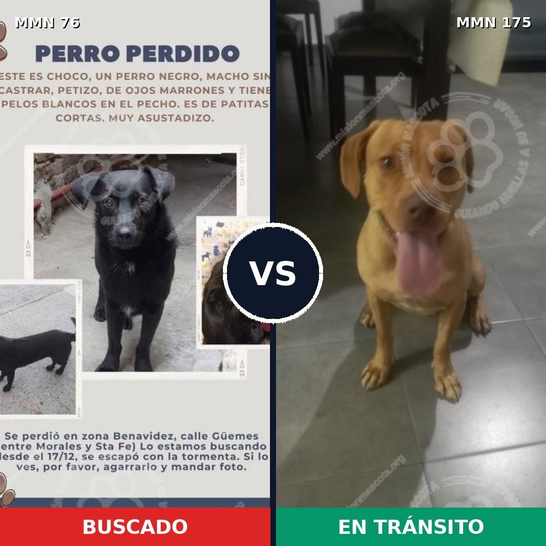 Comparativa MMS 2530: mascota perdida y mascota encontrada, 48% de similitud