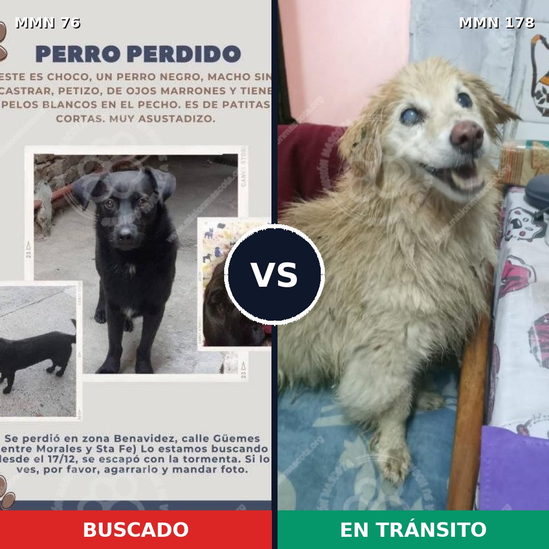 Comparativa MMS 2531: mascota perdida y mascota encontrada, 25% de similitud