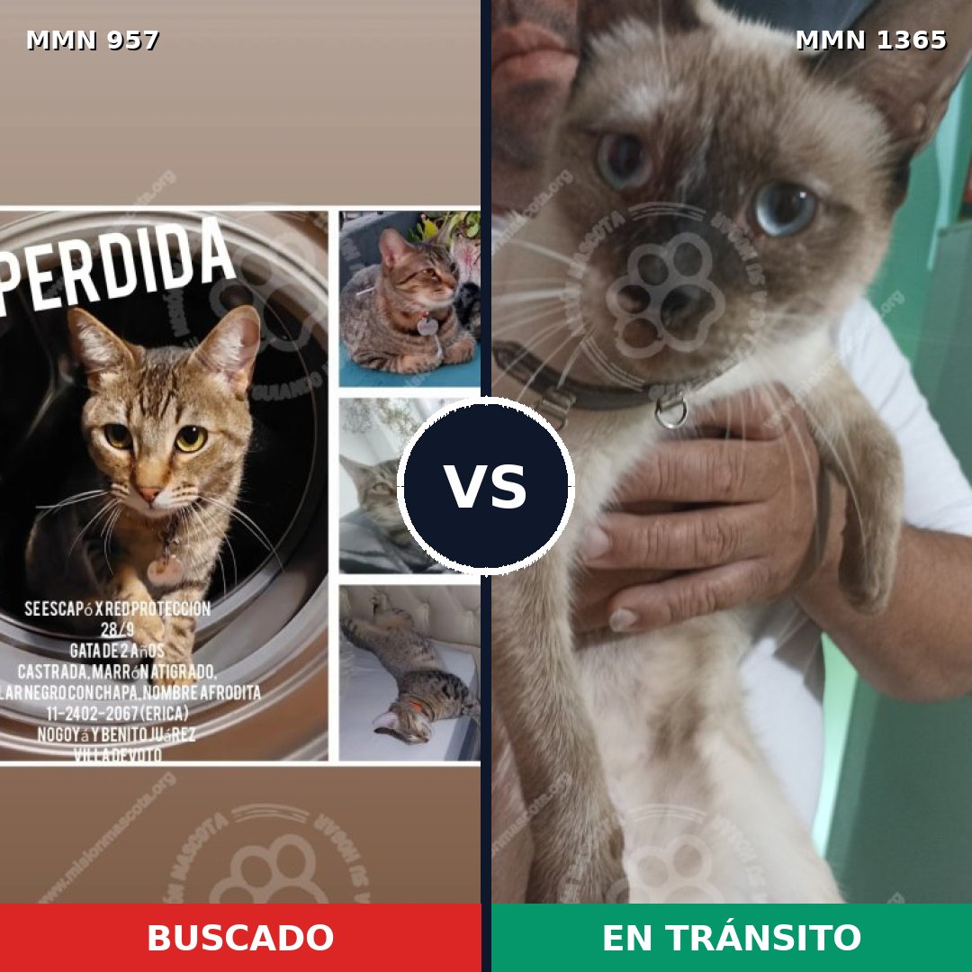Comparativa MMS 25318: mascota perdida y mascota encontrada, 33% de similitud