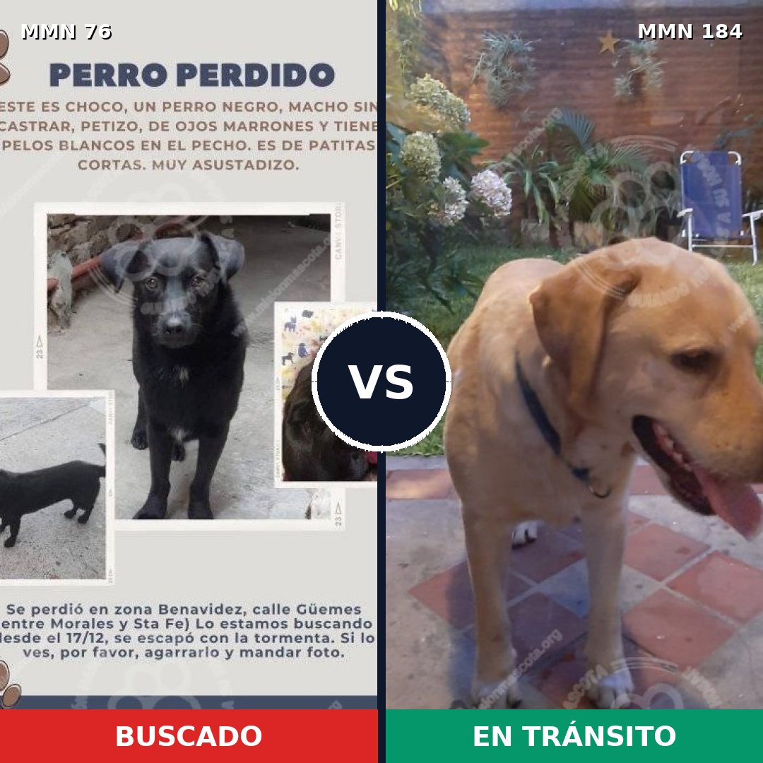 Comparativa MMS 2532: mascota perdida y mascota encontrada, 8% de similitud