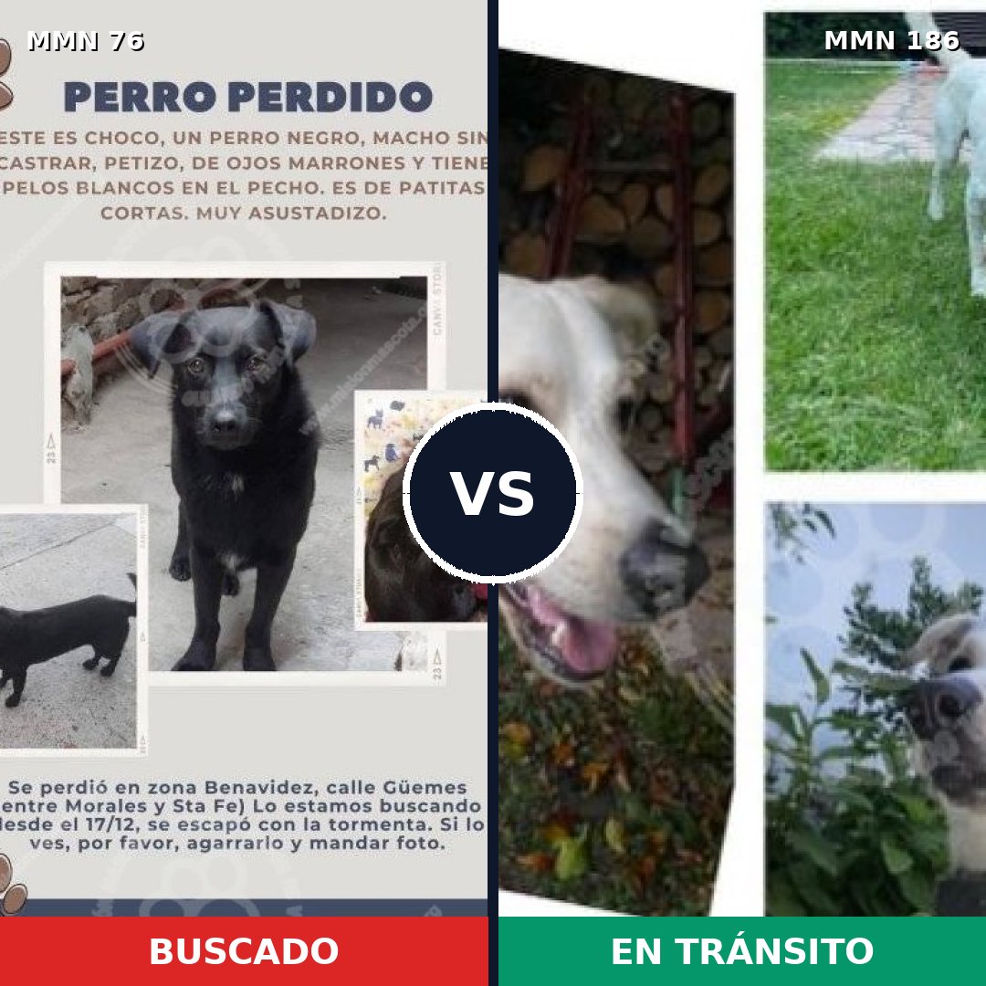 Comparativa MMS 2533: mascota perdida y mascota encontrada, 33% de similitud