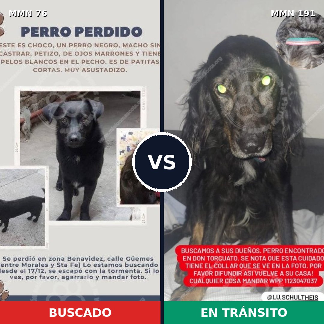 Comparativa MMS 2534: mascota perdida y mascota encontrada, 86% de similitud
