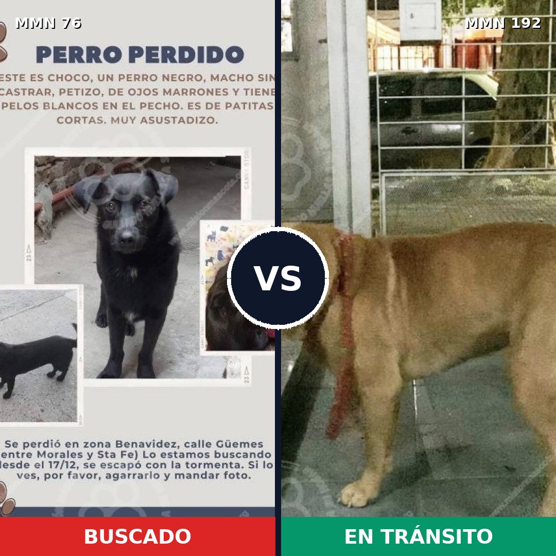 Comparativa MMS 2535: mascota perdida y mascota encontrada, 4% de similitud