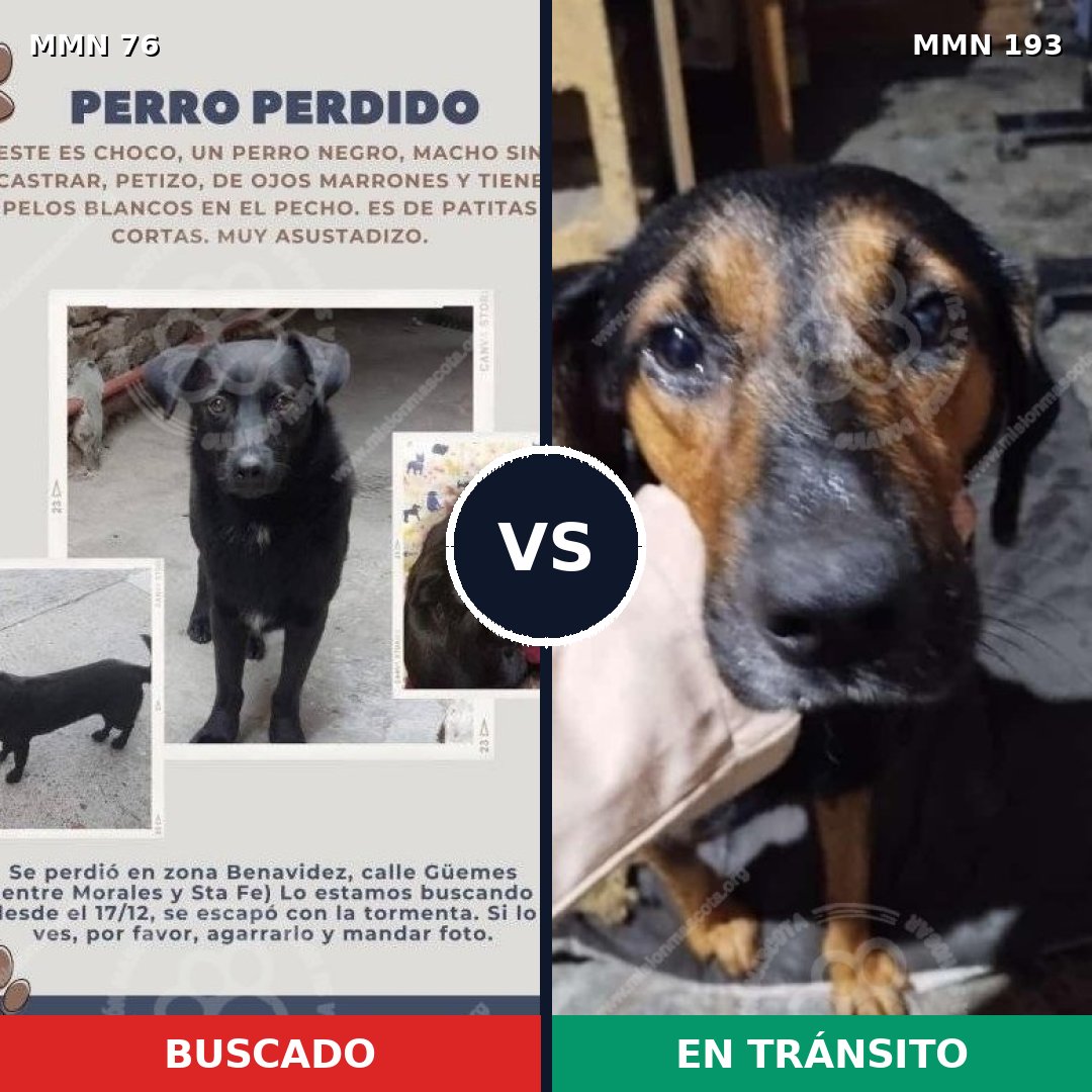 Comparativa MMS 2536: mascota perdida y mascota encontrada, 25% de similitud