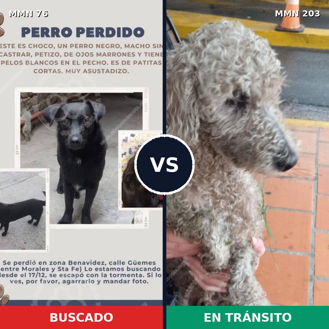 Comparativa MMS 2538: mascota perdida y mascota encontrada, 26% de similitud