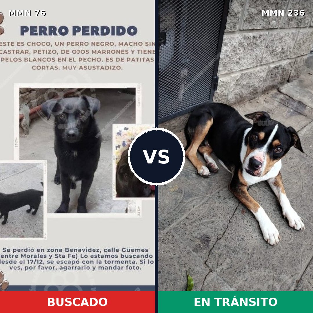 Comparativa MMS 2540: mascota perdida y mascota encontrada, 32% de similitud