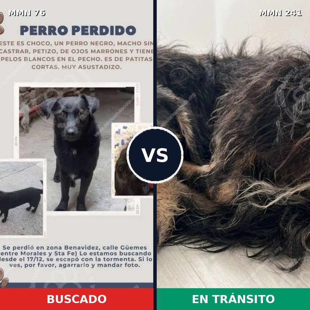 Comparativa MMS 2541: mascota perdida y mascota encontrada, 27% de similitud