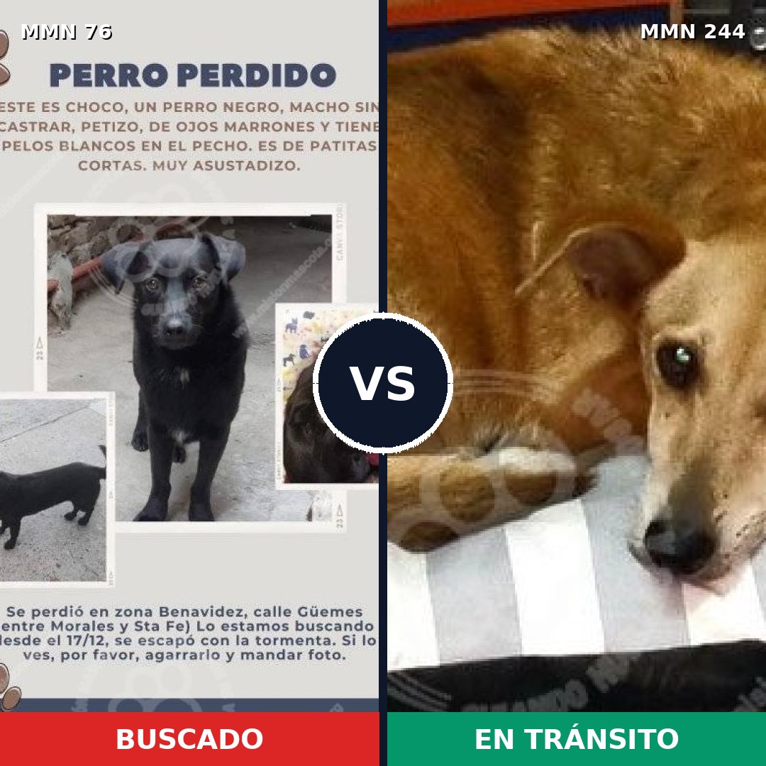 Comparativa MMS 2542: mascota perdida y mascota encontrada, 54% de similitud