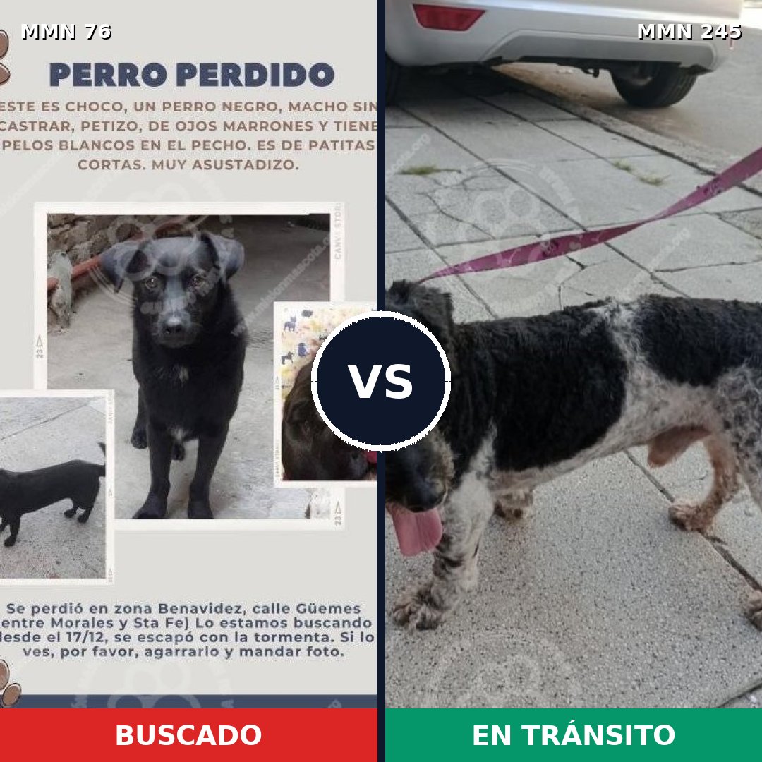 Comparativa MMS 2543: mascota perdida y mascota encontrada, 85% de similitud