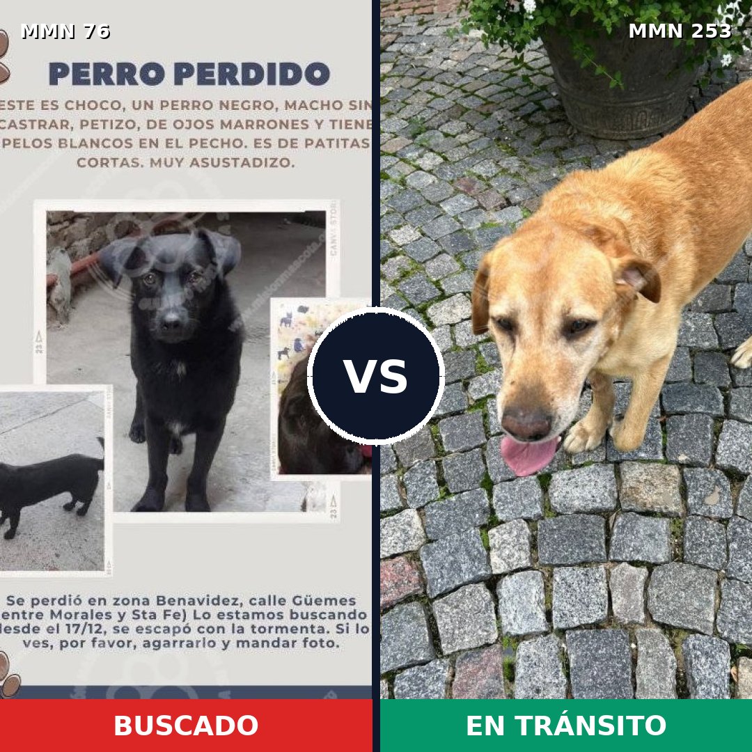 Comparativa MMS 2545: mascota perdida y mascota encontrada, 8% de similitud