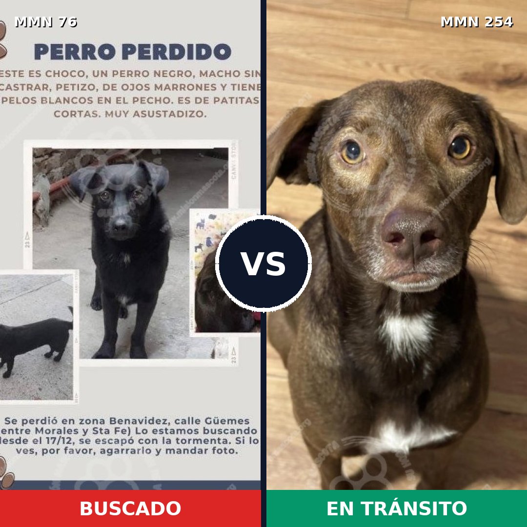 Comparativa MMS 2546: mascota perdida y mascota encontrada, 32% de similitud