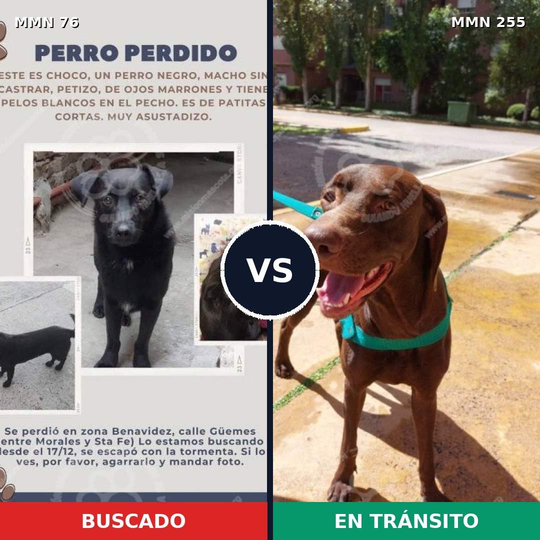 Comparativa MMS 2547: mascota perdida y mascota encontrada, 4% de similitud