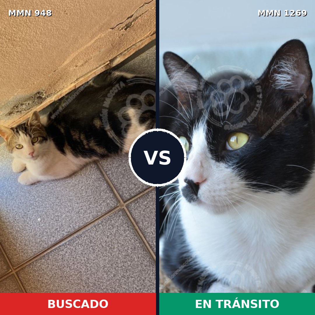 Comparativa MMS 25479: mascota perdida y mascota encontrada, 51% de similitud