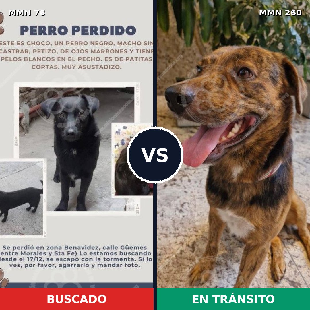 Comparativa MMS 2548: mascota perdida y mascota encontrada, 21% de similitud