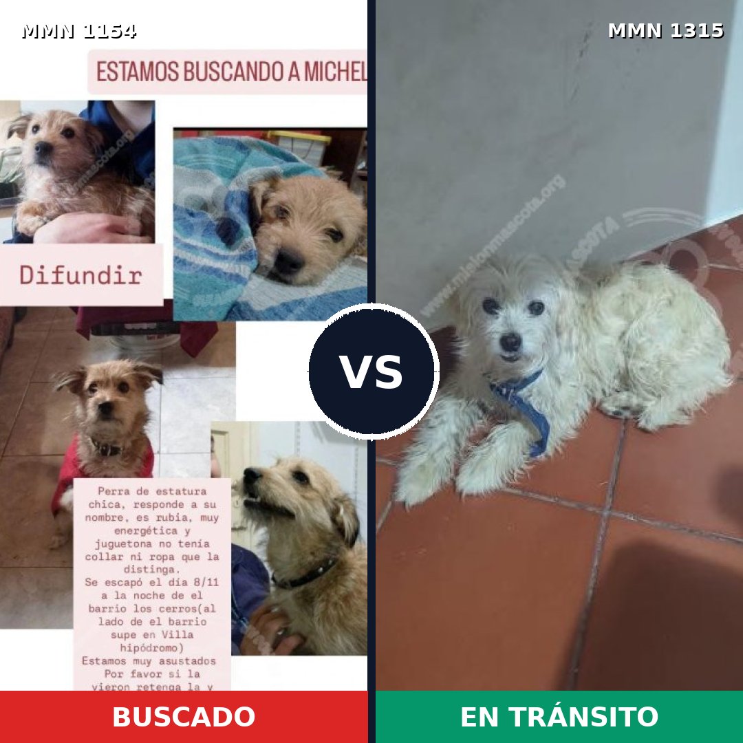 Comparativa MMS 25485: mascota perdida y mascota encontrada, 43% de similitud