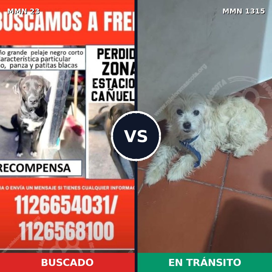 Comparativa MMS 25486: mascota perdida y mascota encontrada, 48% de similitud