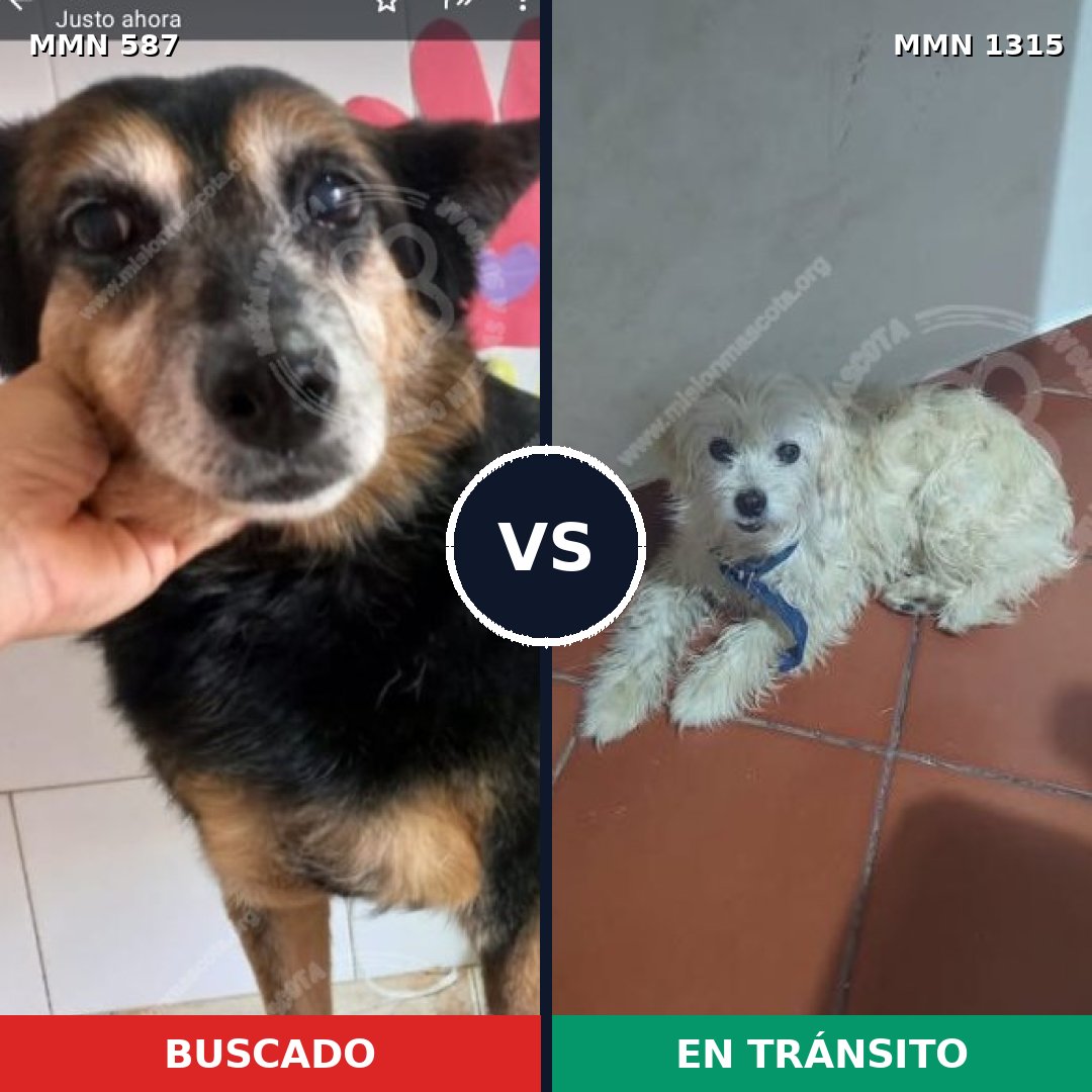 Comparativa MMS 25487: mascota perdida y mascota encontrada, 55% de similitud