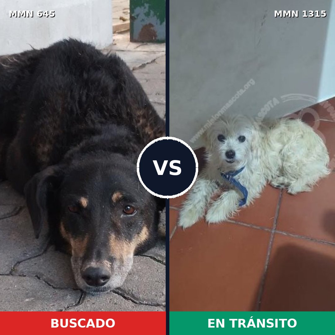 Comparativa MMS 25488: mascota perdida y mascota encontrada, 40% de similitud
