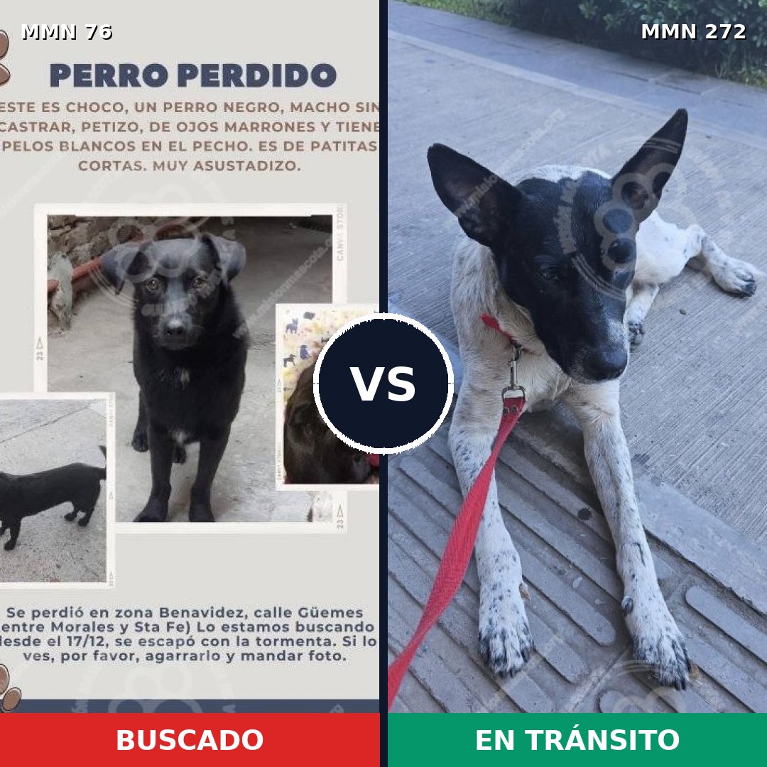 Comparativa MMS 2549: mascota perdida y mascota encontrada, 48% de similitud