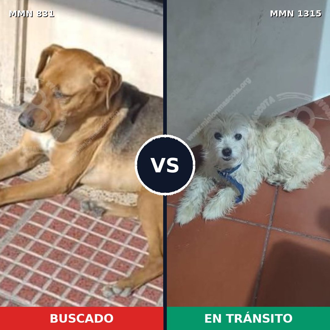 Comparativa MMS 25490: mascota perdida y mascota encontrada, 53% de similitud