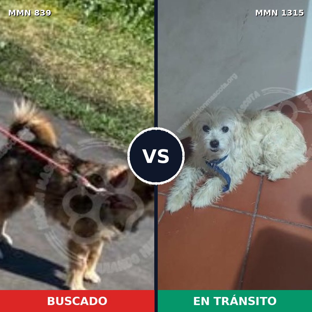 Comparativa MMS 25491: mascota perdida y mascota encontrada, 66% de similitud