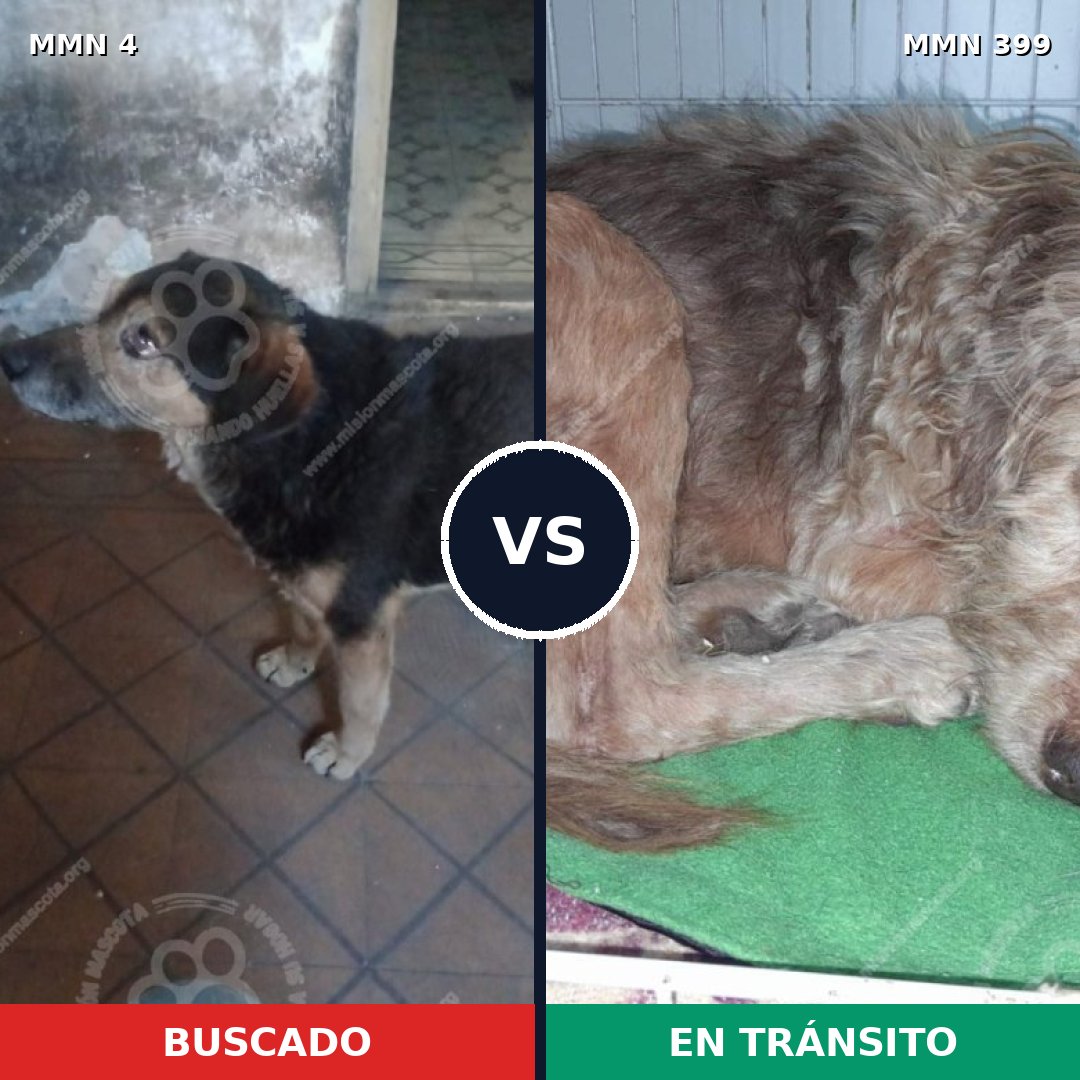 Comparativa MMS 255: mascota perdida y mascota encontrada, 78% de similitud