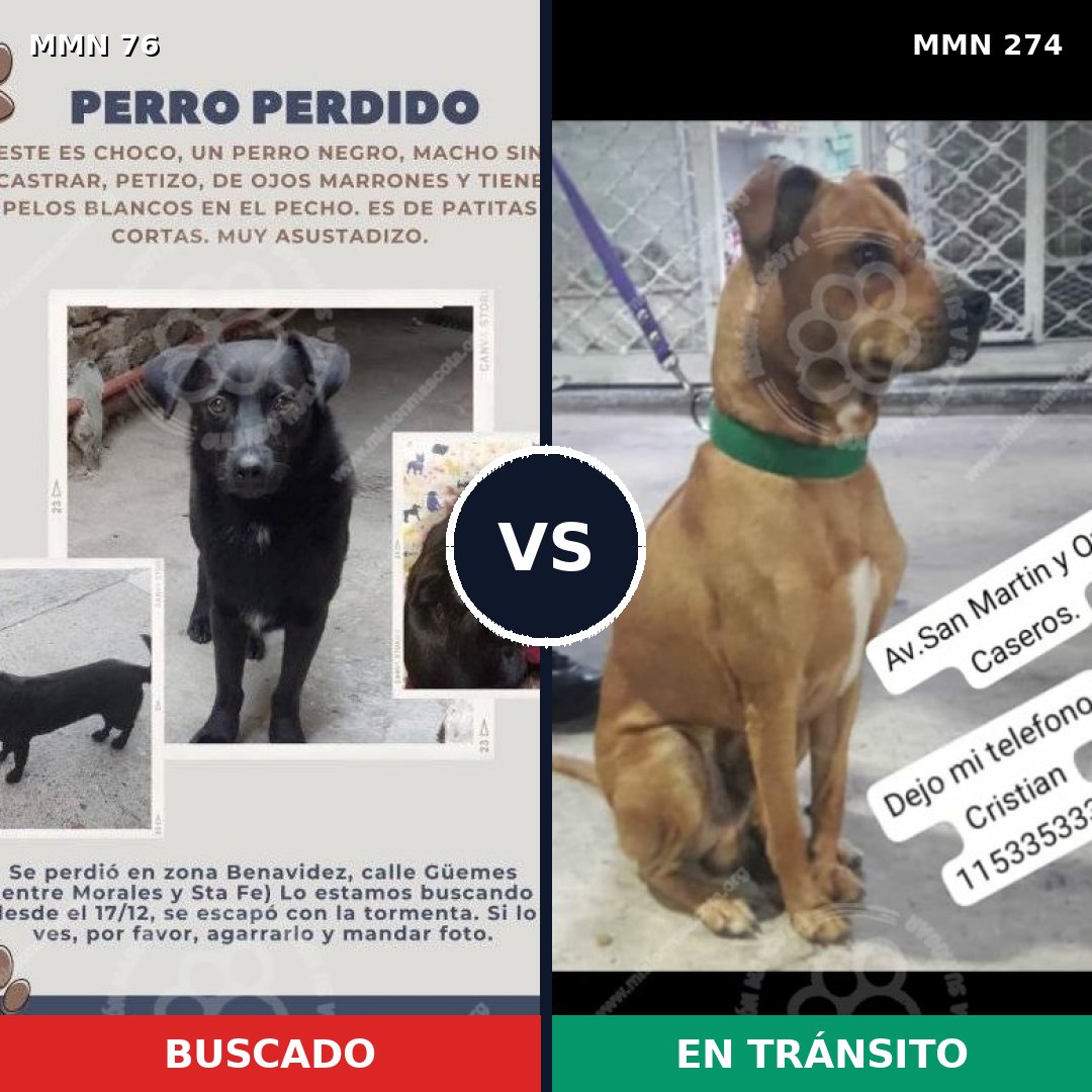 Comparativa MMS 2550: mascota perdida y mascota encontrada, 25% de similitud