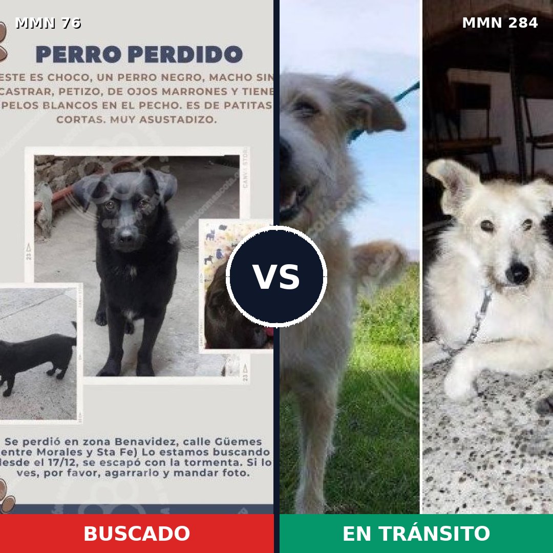 Comparativa MMS 2551: mascota perdida y mascota encontrada, 56% de similitud